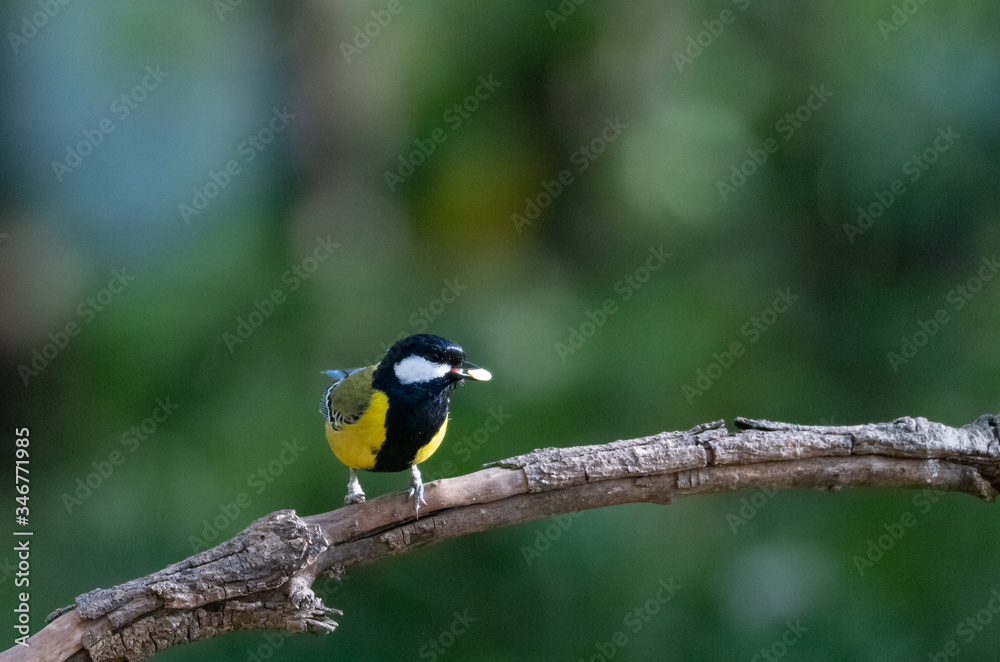 Green-backed Tit small bird with food in the beak on tree branch
