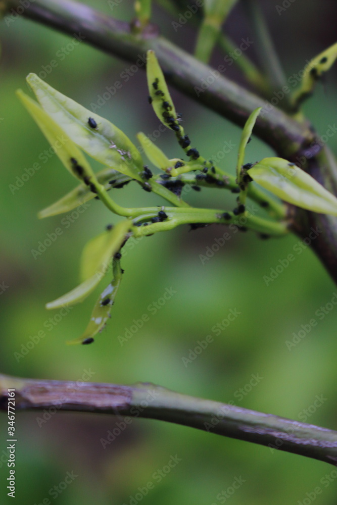 木の葉につくアブラムシ 木の葉につくアブラムシ