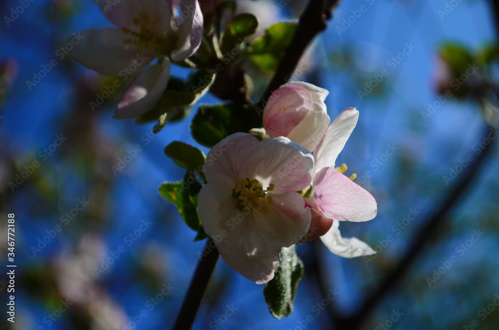 Obraz premium apple blossoms in spring on white background