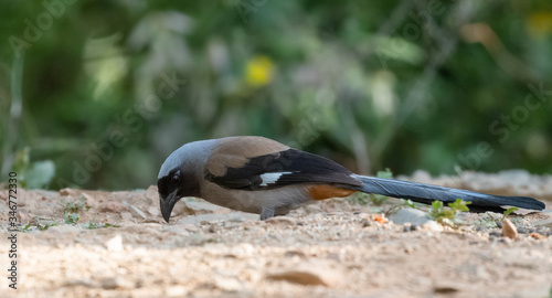 Beautiful bird, Grey Treepie (Dendrocitta formosae) Bird photographed in Sattal photo