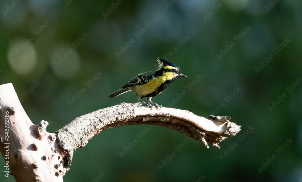 Fototapeta premium Himalayan Black-Lored Tit bird perching on tree in Sattal