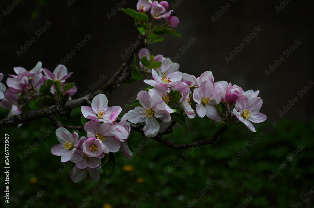 apple blossoms in spring on white background apple blossoms in spring on white background