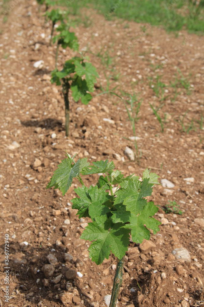 Young fresh Vine plants growing in the field on a sunny day. Vitis vinifera cultivation
Young fresh Vine plants growing in the field on a sunny day. Vitis vinifera cultivation