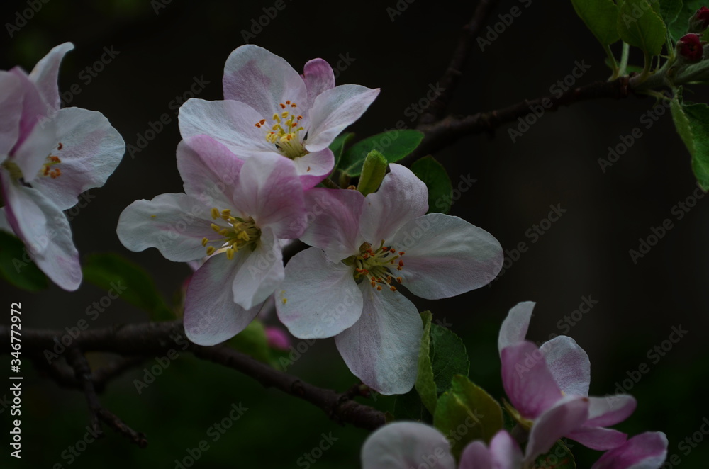 Obraz premium apple blossoms in spring on white background