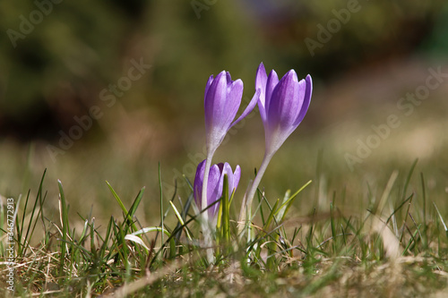 crocus speciosus