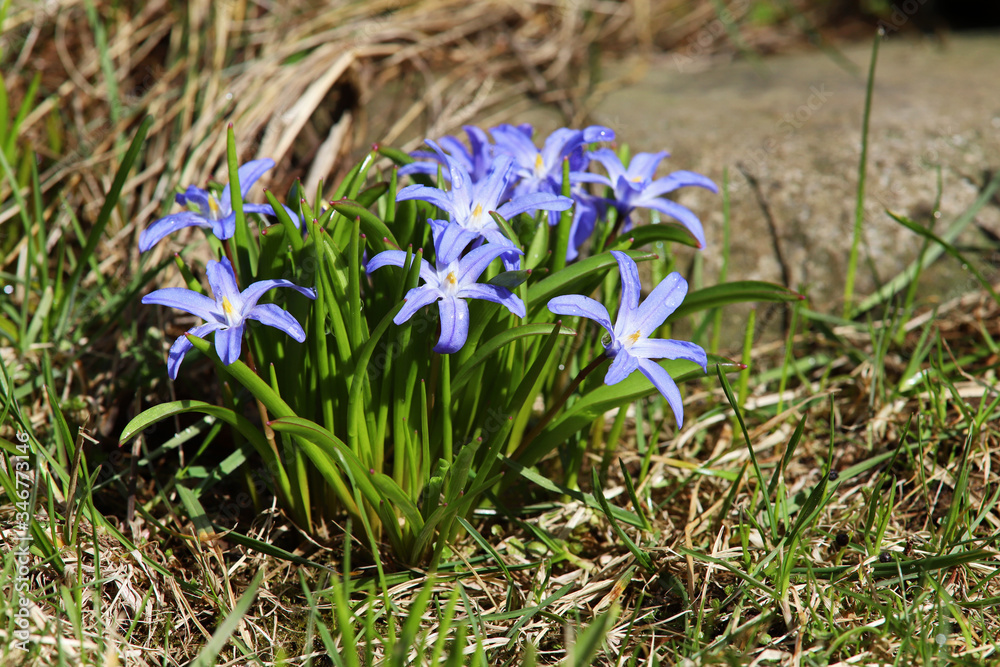 chionodoxa luciliae