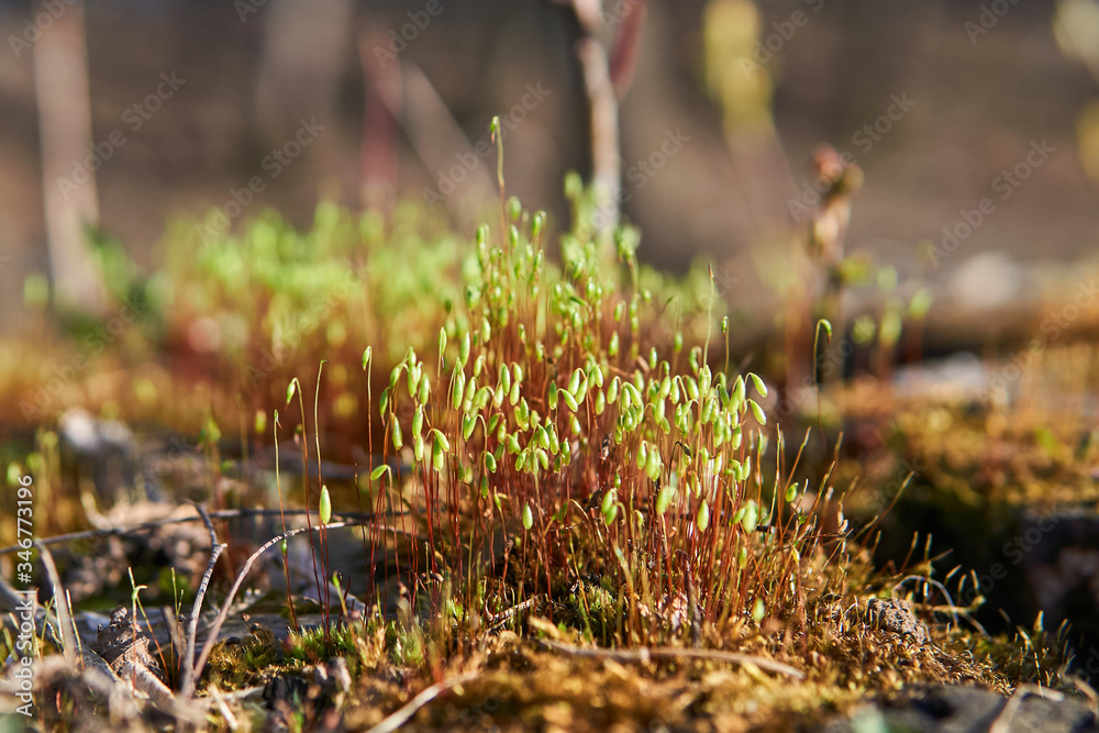 Obraz premium sporophytes of moss Pohlia nutans closeup