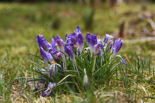 wilted purple crocuses