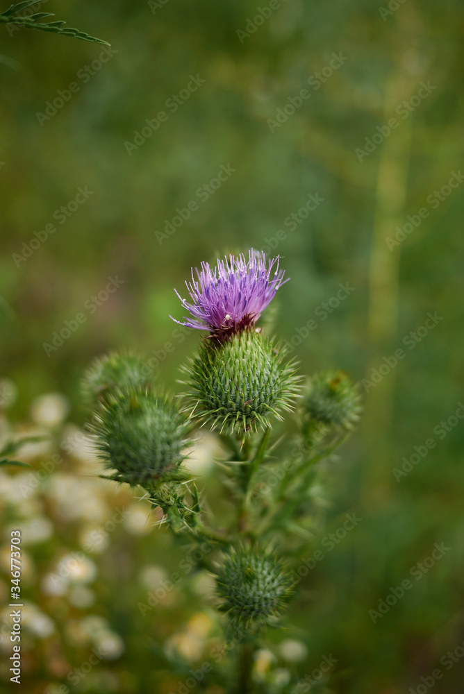 Cirsium vulgare Cirsium vulgare