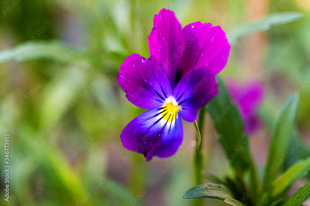 Purple pansy viola flowers. Pansies in the garden close-up, selective focus. Macro shot on blurred background. Purple pansy viola flowers. Pansies in the garden close-up, selective focus. Macro shot on blurred background.