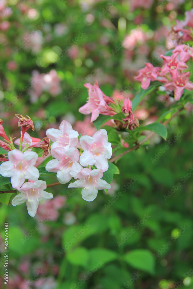 Weigelia florida bush in bloom on springtime. Beautiful light pink flowers of Weigelia in the garden
Weigelia florida bush in bloom on springtime. Beautiful light pink flowers of Weigelia in the garden