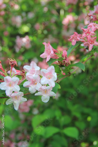 Weigelia florida bush in bloom on springtime. Beautiful light pink flowers of Weigelia in the garden 
