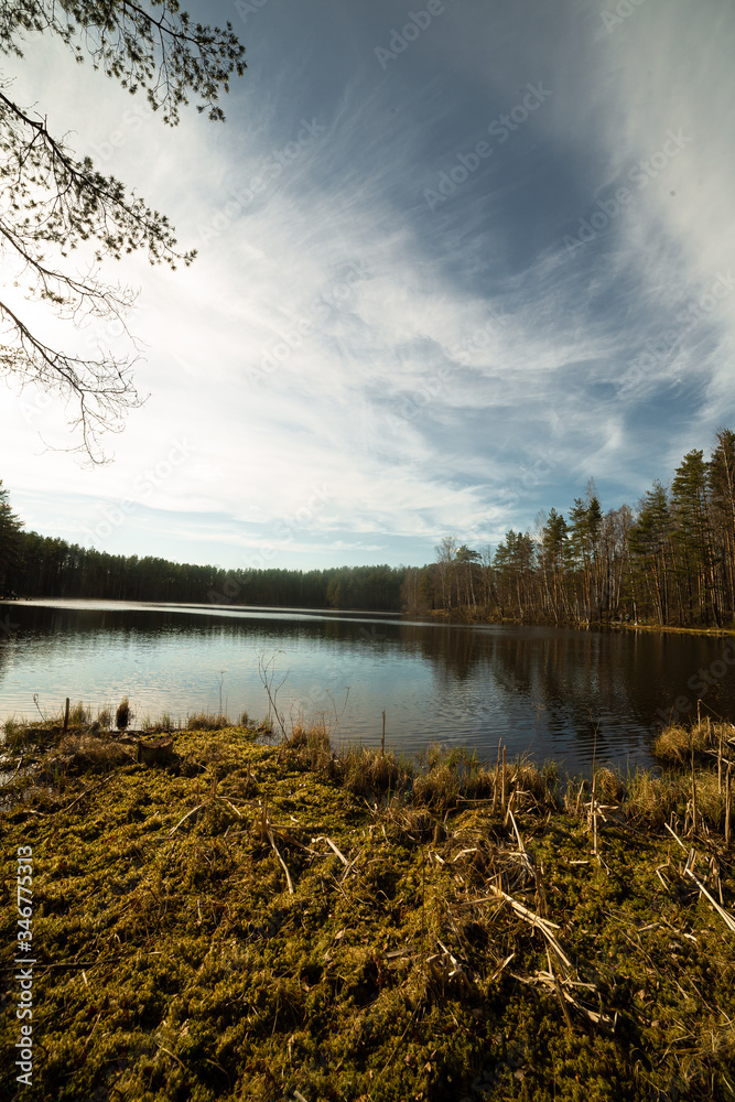 Pine forest and lake in Russia