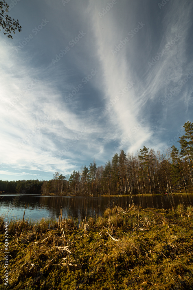 Pine forest and lake in Russia
