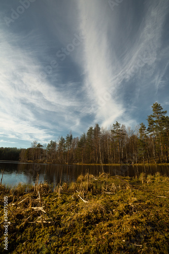 Pine forest and lake in Russia 