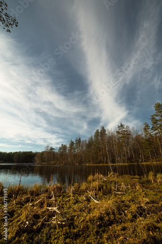 Obraz na płótnie Pine forest and lake in Russia w salonie