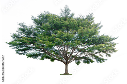 Samanea saman (Jacq.) Merr. Family name: MIMOSACEAE. Plant tree in garden Isolated on white background large trees are growing in summer. photo