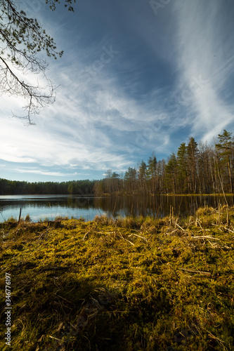 Pine forest and lake in Russia 