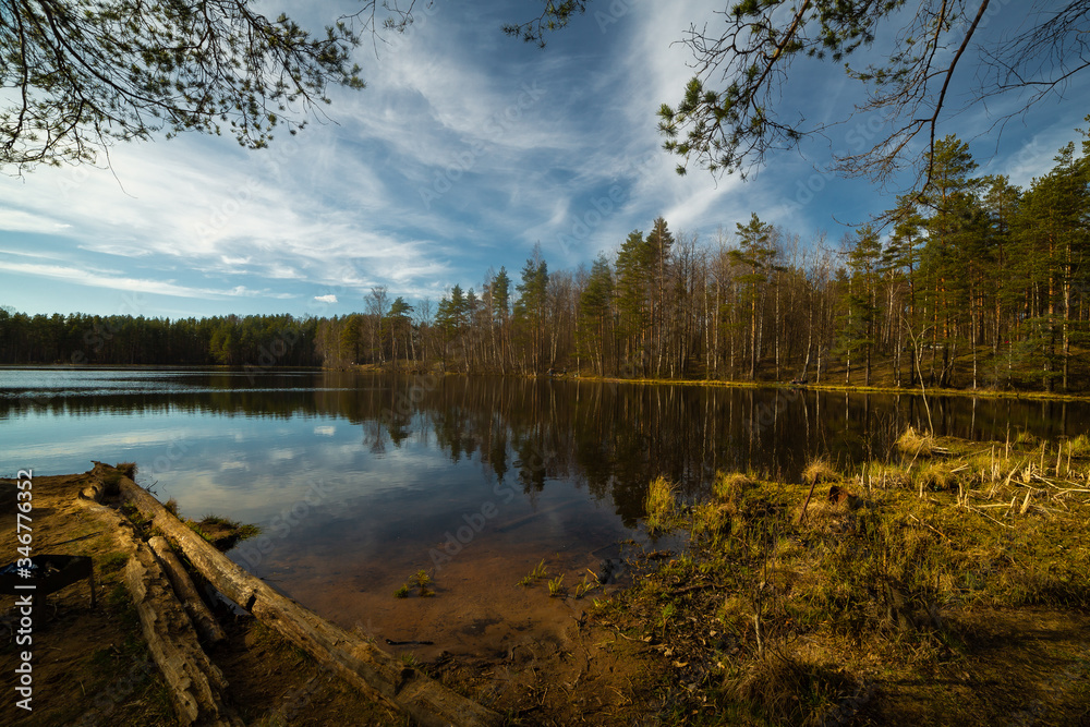 Pine forest and lake in Russia 