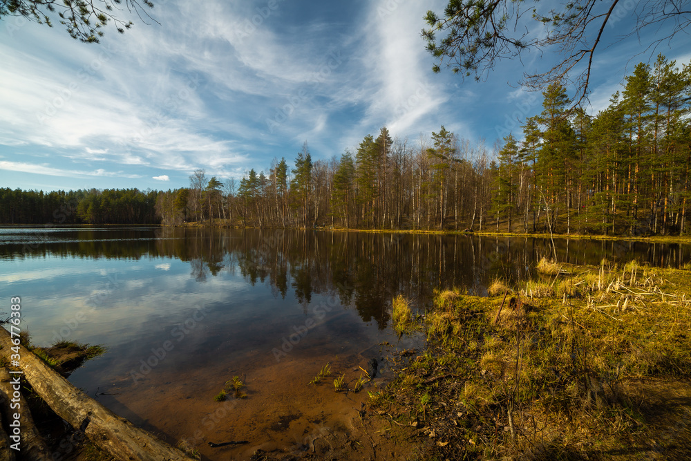 Pine forest and lake in Russia