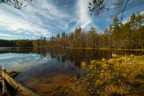 Obraz na płótnie Pine forest and lake in Russia w salonie