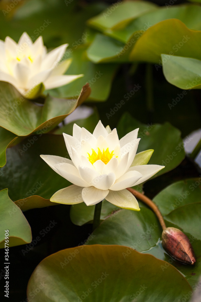 Water Lillies in a Pond in Bergen Water Lillies in a Pond in Bergen