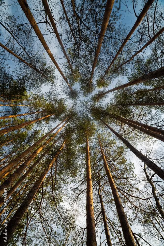 Pine tree at the summer day