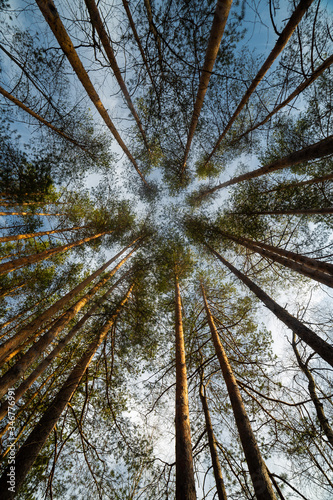 Obraz na płótnie Pine tree at the summer day w salonie