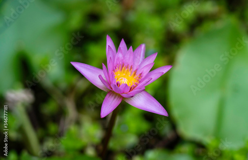 Purple-red waterlily flower with yellow stamens