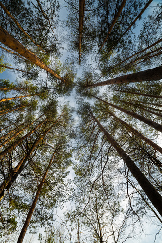 Obraz na płótnie Pine tree at the summer day w salonie