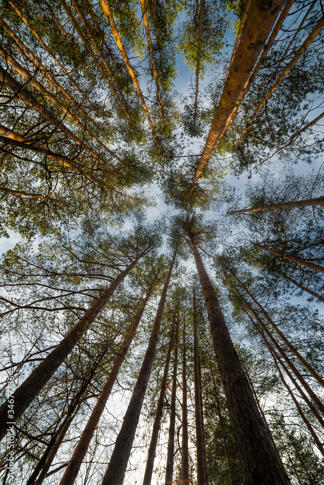 Pine tree at the summer day