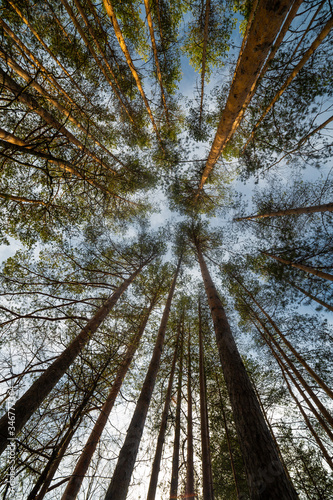 Obraz na płótnie Pine tree at the summer day w salonie