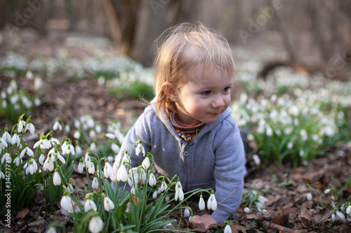 Little pretty girl in a clearing of snowdrops. A child walks in the spring forest.