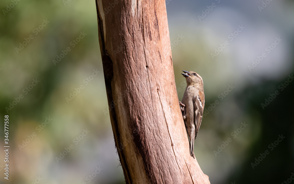 Fototapeta premium Sparrow bird perching on tree in Sattal