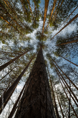 Pine tree at the summer day