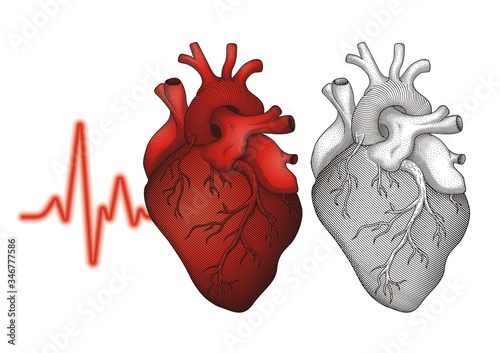 Human Heart Vector #1026