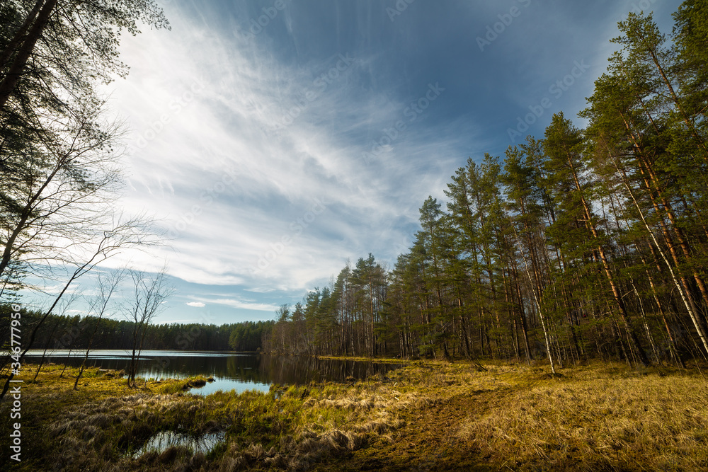 Pine forest landscape in Russia