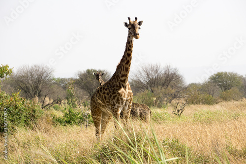 Girafas en Serengueti