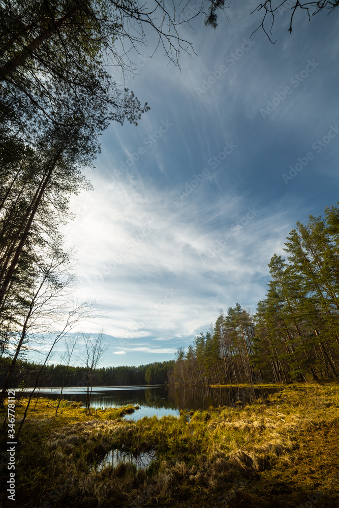 Pine forest landscape in Russia