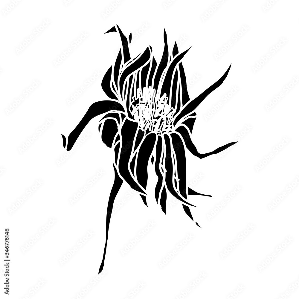 Flower hand drawn flat illustration. Botanical design elements. Vector sketch clip art. Flower hand drawn flat illustration. Botanical design elements. Vector sketch clip art.