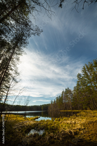 Obraz na płótnie Pine forest landscape in Russia w salonie