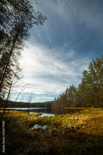 Obraz na płótnie Pine forest landscape in Russia w salonie