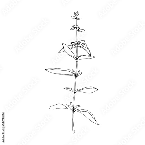 Flower hand drawn flat illustration. Botanical design elements. Vector sketch...