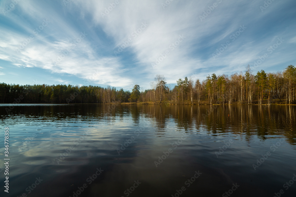 Pine forest landscape in Russia