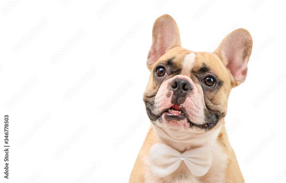 Portrait of cute brown french bulldog wear white bow tie isolated.
