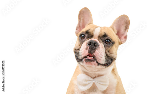 Portrait of cute brown french bulldog wear white bow tie isolated.