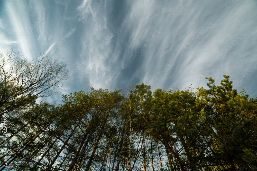 pine tree landscape at the summer