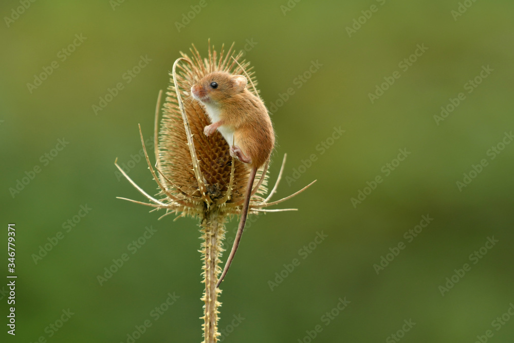 Face to face with Harvest mouse Micromys minutus Face to face with Harvest mouse Micromys minutus