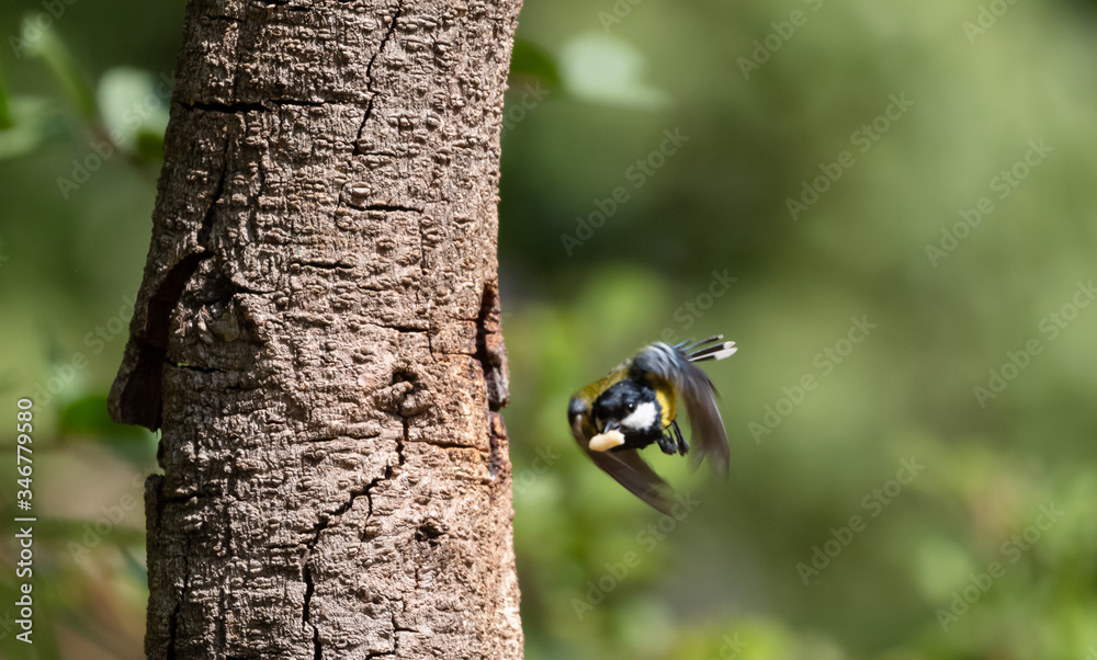 Green-backed Tit small bird with food in the beak on tree branch Green-backed Tit small bird with food in the beak on tree branch