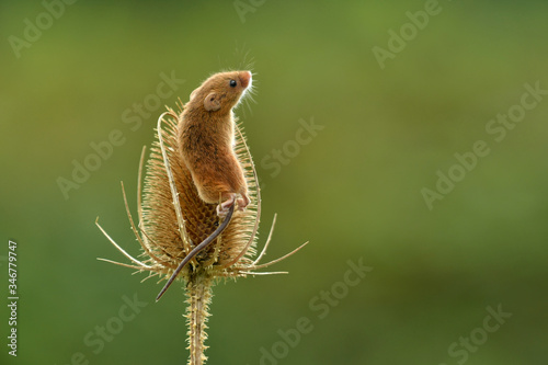 Face to face with Harvest mouse Micromys minutus